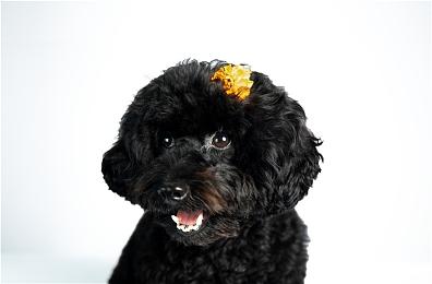 《河畔小镇》众筹开启 城镇建设策略解谜